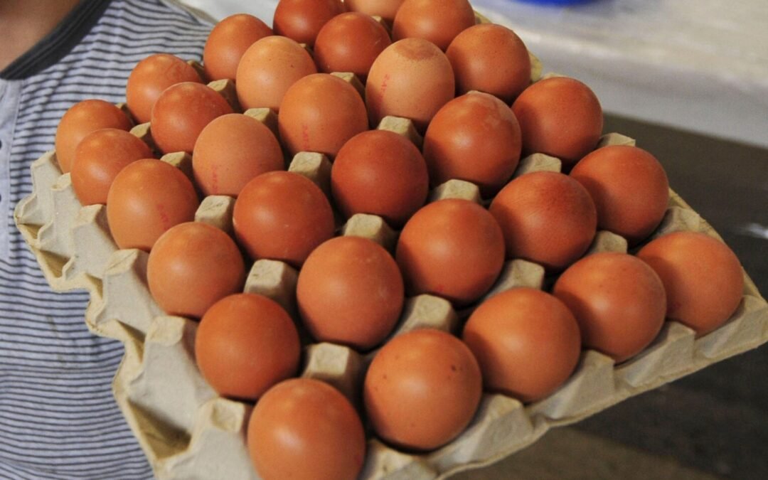 Manfaat Egg Tray (Tray Telur) dalam Industri Pertanian dan Makanan