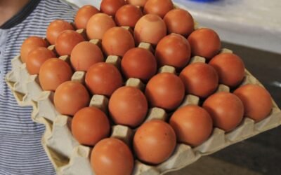 Manfaat Egg Tray (Tray Telur) dalam Industri Pertanian dan Makanan