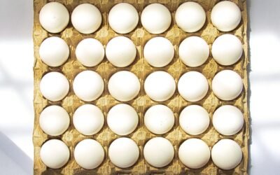 Panduan Memilih Egg Tray yang Tepat